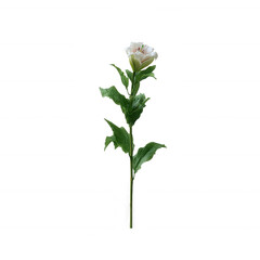 A single blooming flower with lush green leaves, beautifully displayed on a white isolated background, perfect for nature-themed projects or floral arrangements.