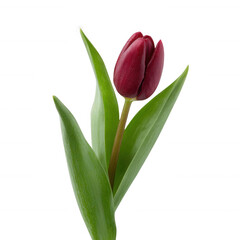 Naklejka premium A single red tulip with green leaves, isolated on a white background, showcasing its vibrant color and natural beauty.