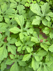 green Bitter Gourd plant in the garden