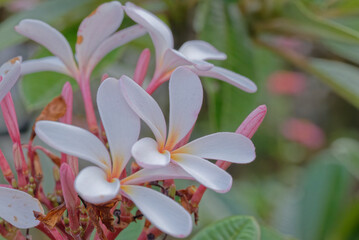 Plumeria (Dwarf Singapore Pink) in the garden