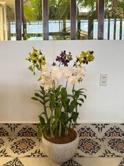 Lush display of blooming multicolored orchids in a textured stone pot, set against a white wall and decorative tiled floor