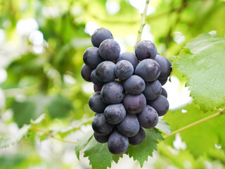 日本のぶどう,ブドウ,葡萄