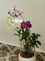 A beautiful arrangement of tri-color orchids in a glass vase, showcasing vibrant purple, magenta, and white blossoms for elegant home decor