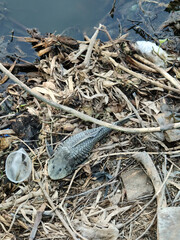 dead of Sucker Catfish and plastic waste and pollution. environmental problem.
