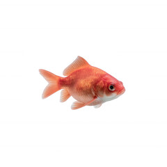 Obraz premium A vibrant goldfish swimming gracefully against a clean white background, showcasing its glowing scales and gentle movement.