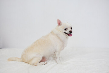 Chihuahua dog sitting on a white background