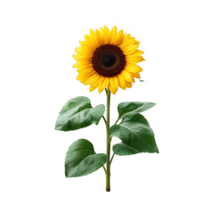 Obraz premium A vibrant sunflower with bright yellow petals and a brown center, accompanied by lush green leaves, isolated on a white background, perfect for decorative or educational uses.