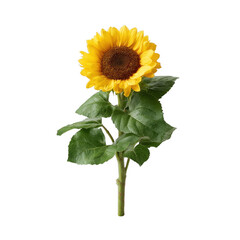 Fototapeta premium A vibrant sunflower with bright yellow petals and lush green leaves, beautifully showcasing its charm against a white isolated background.