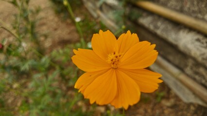 Close-up of a blooming yellow cosmos flower in an outdoor garden. Bright tropical flower with soft Close-up of a blooming yellow cosmos flower in an outdoor garden. Bright tropical flower with soft 

