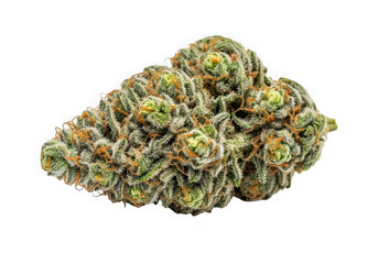 Close up of a dense cannabis bud with green and orange hues isolated on transparent background