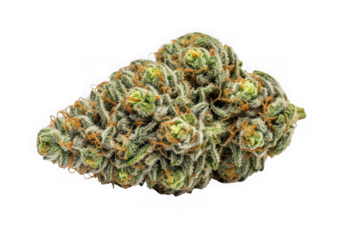 Close up of a dense cannabis bud with green and orange hues isolated on transparent background