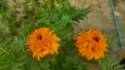 Close-up of two vibrant orange marigold flowers blooming in an outdoor garden. Symbol of brightness, prosperity, and Thai culture.
