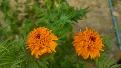 Close-up of two vibrant orange marigold flowers blooming in an outdoor garden. Symbol of...