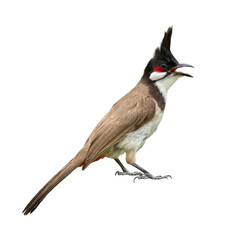 Red-whiskered Bulbul standing alert on white background, showing its black crest, red cheek patch, and elegant posture.