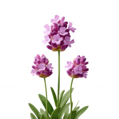 Fototapeta premium Lavender flowers bloom gracefully, showcasing delicate purple petals atop sturdy green stems, perfect for adding a touch of nature's beauty to any design.