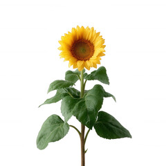 Obraz premium Lone sunflower with vibrant yellow petals and rich green leaves against a white isolated background, symbolizing warmth and happiness.