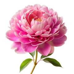 Detailed Pink Peony Flower Blossom on Black Background with Green Leaves, Closeup View