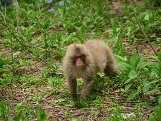 夏の観光名所上高地の森と可愛い日本猿の様子