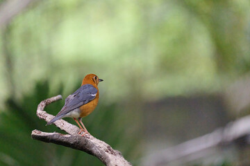 Orange-headed Thrush (Geokichla citrina) singing with open beak on tree stump against soft green bokeh in Hong Kong. Vibrant rufous head, blue-gray wings and white belly.