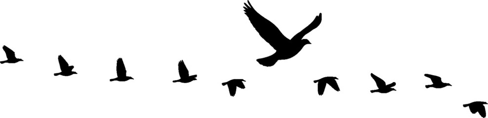 vector silhouette pack of birds evergreen vector