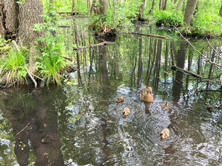 A duck and ducklings swim in Solnechnaya Park in Balashikha, Moscow region