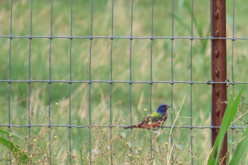 painted bunting on a fence