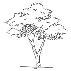 Obraz premium Elegant Hand-Drawn Tree Sketch Illustration for Landscape Art and Design Projects