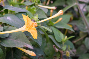 Yellow Mirabilis Jalapa flower petals in the garden. Known as the marvel of Peru, the Mirabilis Jalapa flower is an exotic flower commonly grown as an ornamental plant. Negative space