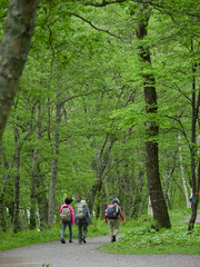 夏の観光名所上高地の森の散策道でハイキングする人々の観光客の姿
