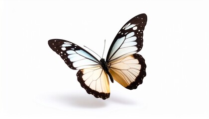 Obraz premium Butterfly