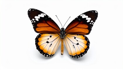 Fototapeta premium Butterfly