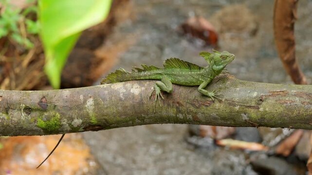 Green basilisk lizard lying on a tree branch in its natural habitat