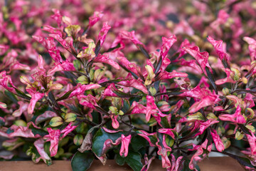 close-up pink flower in the garden