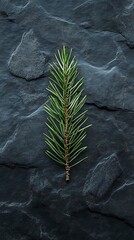 Evergreen sprig on dark stone