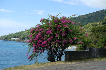 Shrub with Soft Pink Flowers by the Ocean, Overlooking a Lagoon with Boats and Mountain Slope