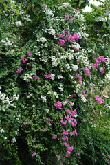 Tropical Shrub or Tree with Soft Pink and White Blossoms