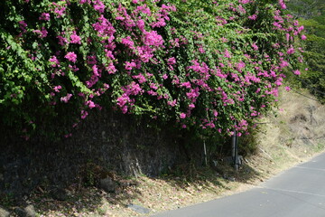 Delicate Pink Flowers of a Tropical Tree or Shrub