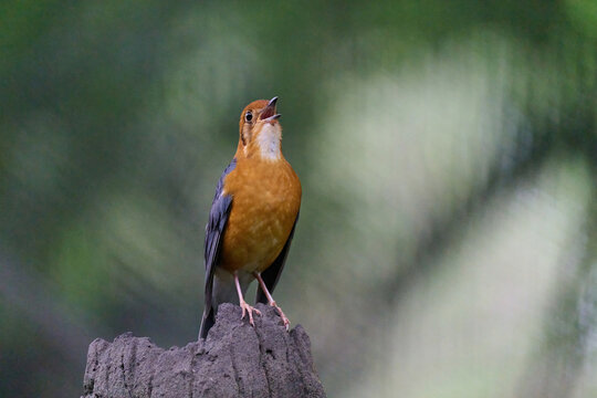 Orange-headed Thrush (Geokichla citrina) perched on a branch with soft blurred green background in Hong Kong. Vibrant orange-headed songbird with blue-gray wings in natural habitat.