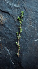 Fresh thyme sprig on dark stone