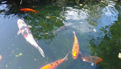 Koi fish swimming in a pond