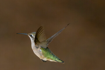 Telephoto shot of a flying hummingbird.