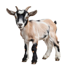 Fototapeta premium cute goat kid isolated on transparent background