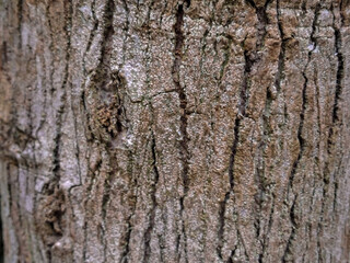 Close-Up Texture of Tree Bark