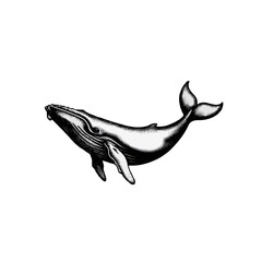 Fototapeta premium Vector art of humpback whale illustration isolated on white background in vintage style