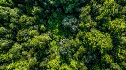 Naklejka premium An aerial perspective of a vibrant forest showcases an abundance of lush green trees and foliage. The sunlight filters through the leaves, highlighting the diverse shades of green.