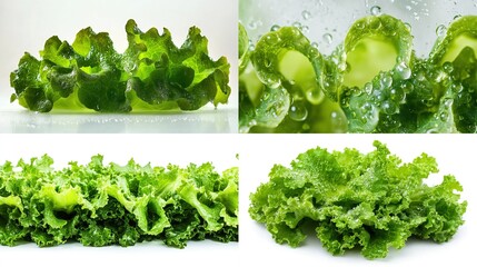 Four images of curly, green lettuce varieties on white backgrounds, close-ups