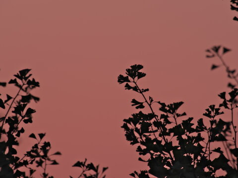 Tokyo, Japan - August 5, 2025: Silhouette of  Gingko leaves on Morning sky background at dawn
