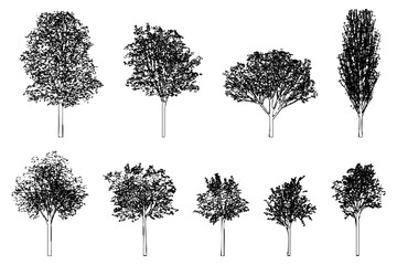 Detailed tree sketch vector line art on transparent background. Perfect for architectural designs, landscape plans, and artistic illustrations.