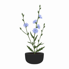 Naklejka premium Chicory Plant in Dark Pot: Vibrant Blue Flowers and Lush Green Foliage