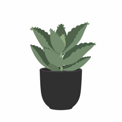 Fototapeta premium Vibrant Succulent Plant in a Dark Pot